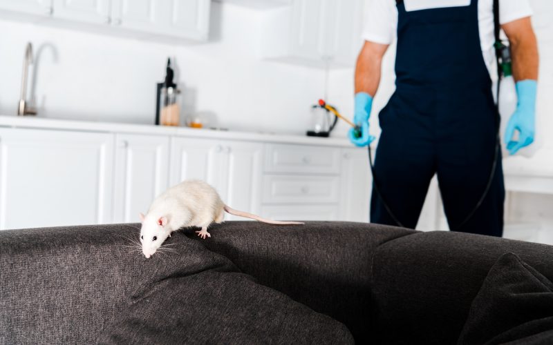 selective focus of white rat on grey sofa near exterminator standing with equipment